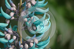 Jade vine Strongylodon macrobotrys with turquoise flowers photo